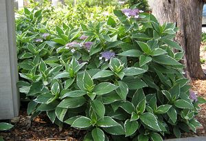LIGHT-O-DAY® HYDRANGEA