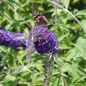 PURPLE EMPEROR™ BUTTERFLY BUSH