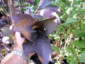 CANADA RED CHOKECHERRY