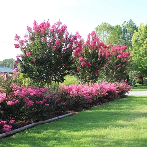 PINK VELOUR® CRAPEMYRTLE