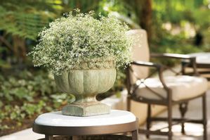 DIAMOND FROST EUPHORBIA