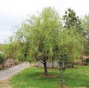 GOLDEN IDOL DWARF CORKSCREW WILLOW