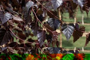 ROYAL FROST BIRCH