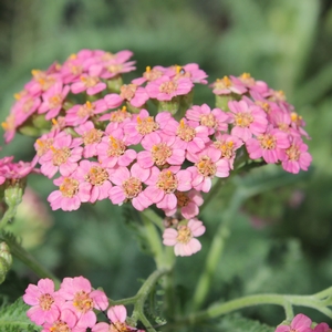 SUMMER PASTELS YARROW