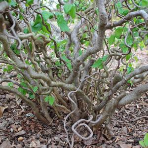 HARRY LAUDER'S WALKING STICK