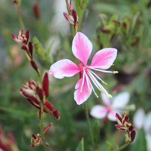 SISKIYOU PINK WAND FLOWER