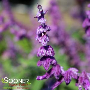 SANTA BARBARA MEXICAN SAGE