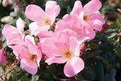BLUSHING KNOCK OUT® ROSE