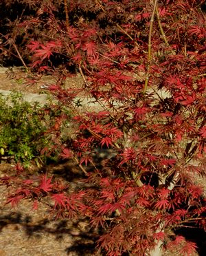 TROMPENBURG UPRIGHT JAPANESE MAPLE