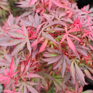 SHAINA DWARF UPRIGHT JAPANESE MAPLE