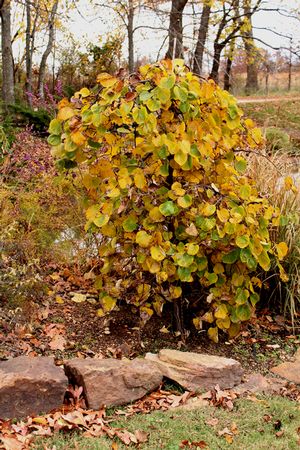 TRAVELLER WEEPING REDBUD