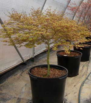 MURASAKI KIYOHIME UPRIGHT JAPANESE MAPLE