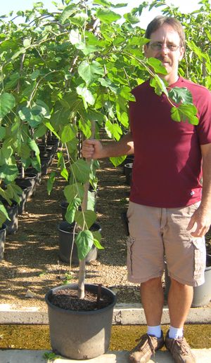 CHAPARRAL WEEPING MULBERRY