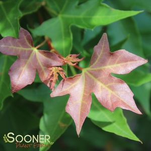 FIRE DRAGON® SHANTUNG MAPLE