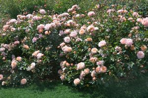 APRICOT DRIFT® ROSE