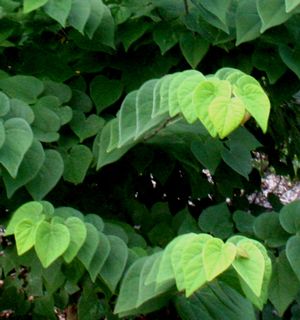 ACE OF HEARTS REDBUD