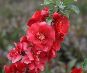 DOUBLE TAKE® SCARLET STORM QUINCE