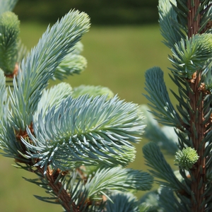 FAT ALBERT BLUE SPRUCE