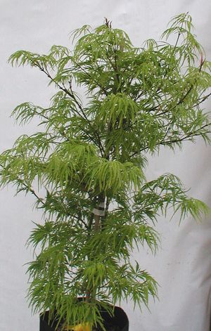 WATERFALL WEEPING JAPANESE MAPLE
