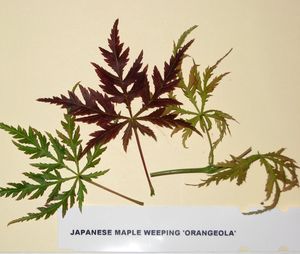 ORANGEOLA WEEPING JAPANESE MAPLE
