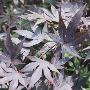 HEFNER'S RED UPRIGHT JAPANESE MAPLE