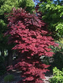 PIXIE UPRIGHT JAPANESE MAPLE