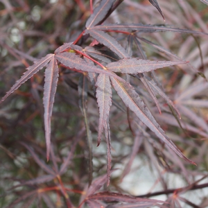 HUBB'S RED WILLOW UPRIGHT JAPANESE MAPLE