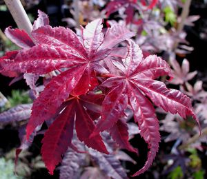 EMPEROR I UPRIGHT JAPANESE MAPLE