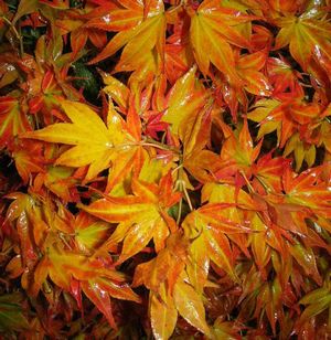 RUBY STARS DWARF UPRIGHT JAPANESE MAPLE
