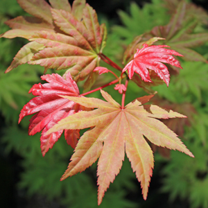 AUTUMN MOON UPRIGHT JAPANESE MAPLE