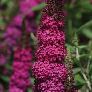 MISS MOLLY BUTTERFLY BUSH