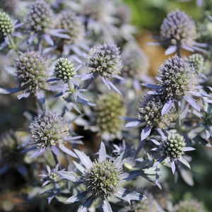 BLUE HOBBIT SEA HOLLY
