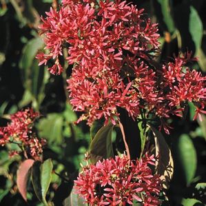 SEVEN SON FLOWER