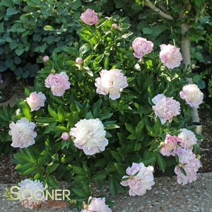 SORBET GARDEN PEONY