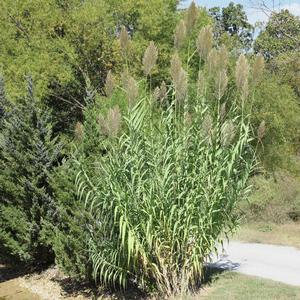 VARIEGATED GIANT REED