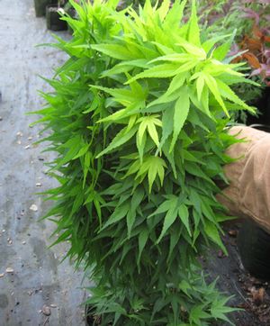 MIKAWA YATSUBUSA DWARF UPRIGHT JAPANESE MAPLE