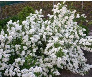 SNOW DAY® BLIZZARD PEARL BUSH