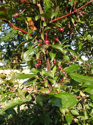 PRAIRIFIRE CRABAPPLE