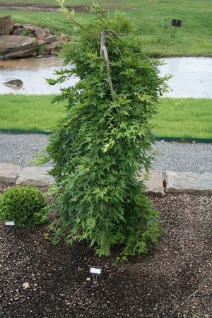 RYUSEN WEEPING JAPANESE MAPLE