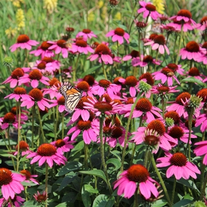 AMAZING DREAM CONEFLOWER
