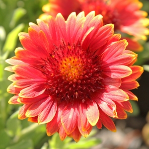 RED SUN BLANKET FLOWER