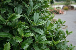 ROBIN RED HOLLY
