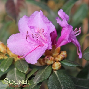 ABBEY'S RE-VIEW® RHODODENDRON