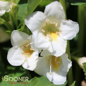 SONIC BLOOM® PEARL WEIGELA