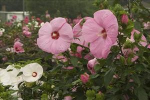 PINK ELEPHANT HARDY HIBISCUS