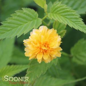 JAPANESE ROSE KERRIA