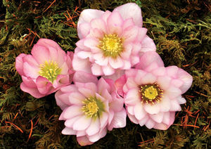 COTTON CANDY WINTER JEWELS™ LENTEN ROSE