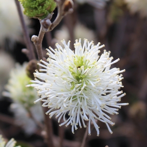 BLUE MIST WITCH ALDER