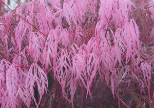 HANA MATOI WEEPING JAPANESE MAPLE
