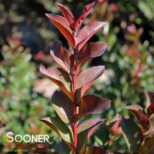 PRINCESS ZOEY™ CRAPEMYRTLE